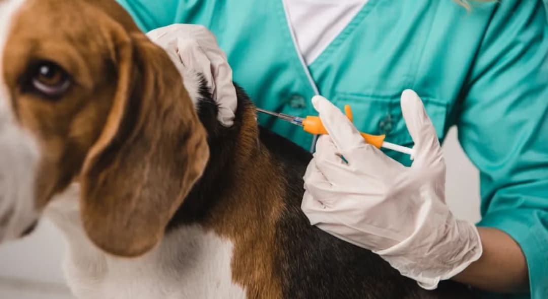 Microchip: tecnologia para reforçar o cuidado do seu pet.